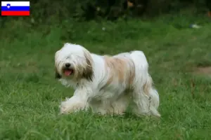 Read more about the article Tibetansk terrier opdrættere og hvalpe i Slovenien