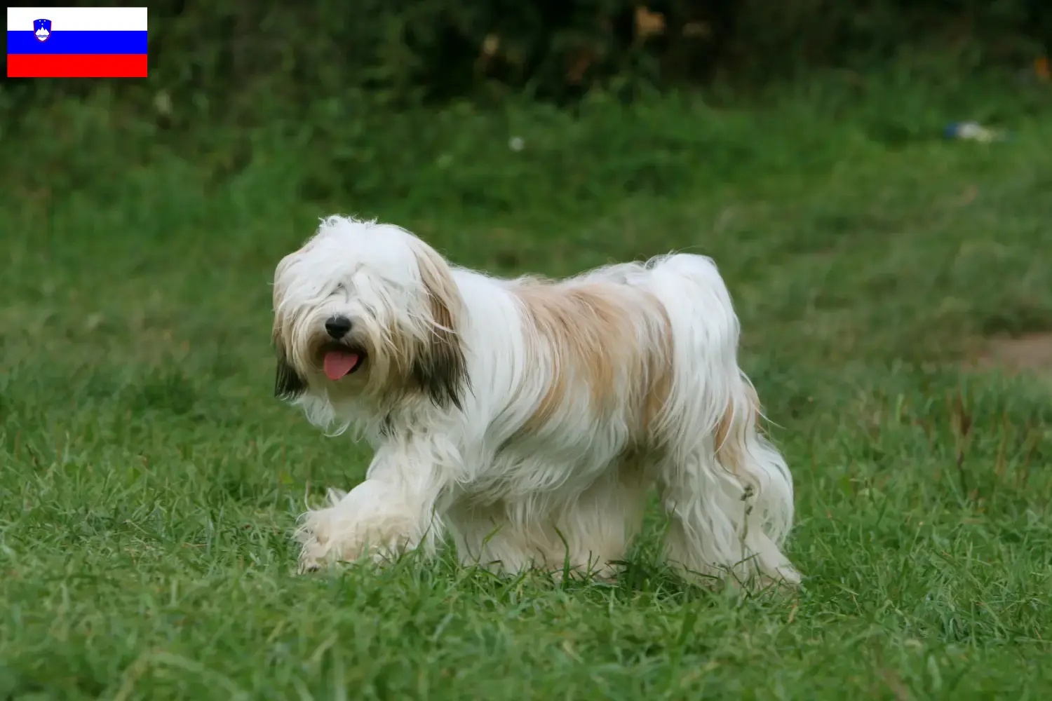 Tibetansk terrier hvalpe og opdrættere Slovenien Find opdrættere af tibetansk terrier i Slovenien.