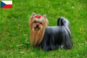 Read more about the article Yorkshire Terrier opdrættere og hvalpe i Tjekkiet