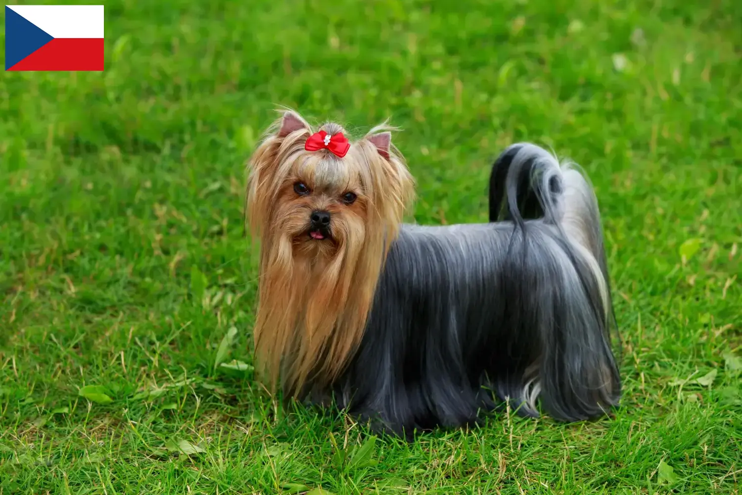 Yorkshire Terrier hvalpe og opdrættere Tjekkiet Her kan du finde Yorkshire Terrier-opdrættere i Tjekkiet.