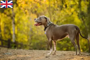 Read more about the article Amerikansk Pit Bull Terrier opdrættere og hvalpe i Storbritannien
