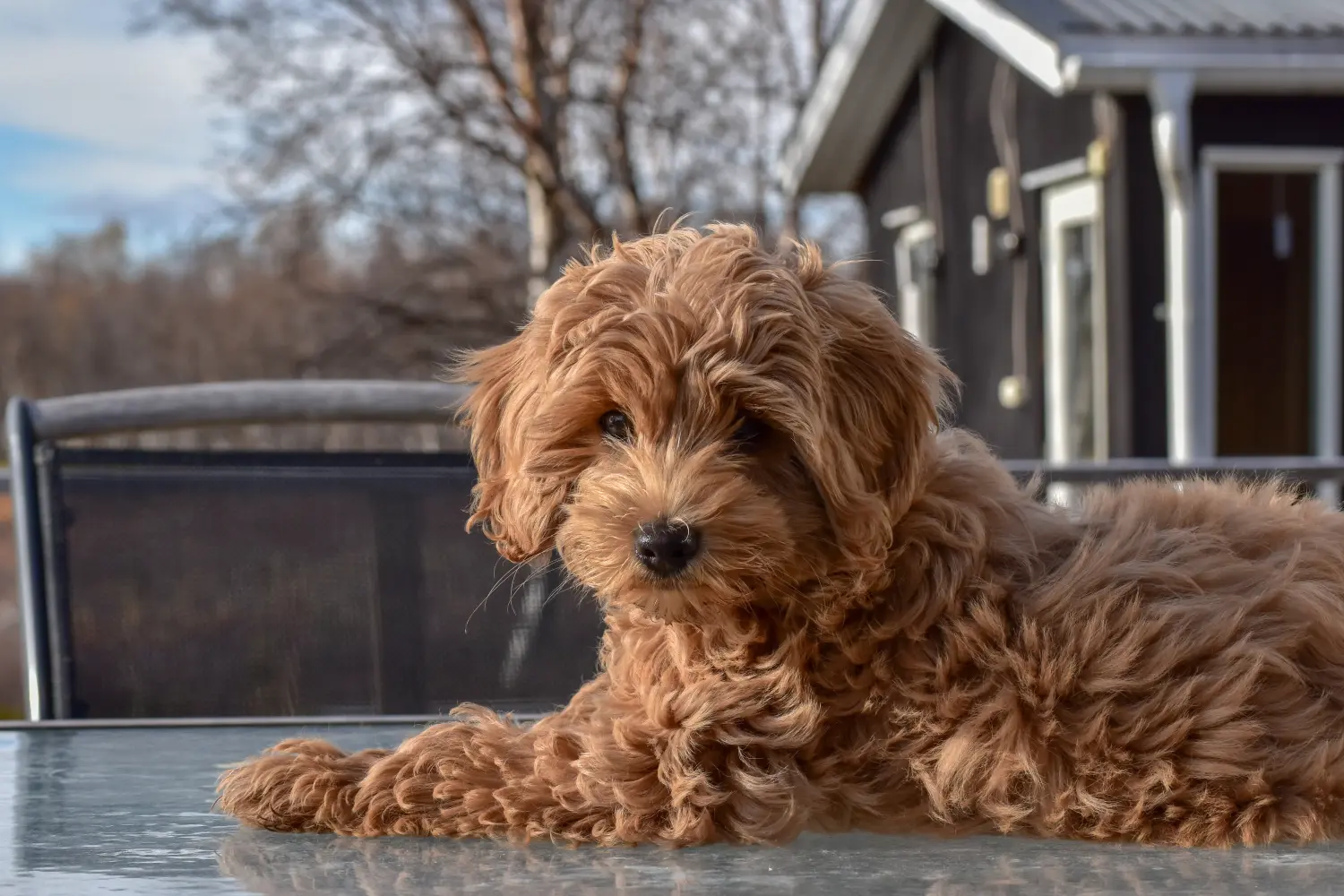 At købe en australsk labradoodle-hvalp betyder at tage ansvar! Køb australske labradoodle-hvalpe.
