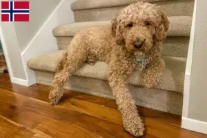 Read more about the article Australian Labradoodle opdrættere og hvalpe i Norge
