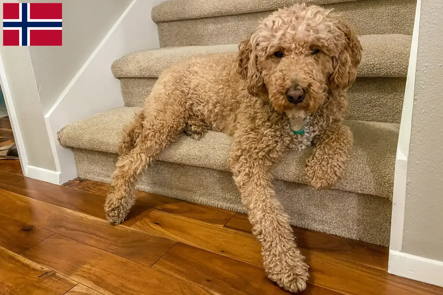 Australian Labradoodle hvalpe og opdrættere Norge Find opdrættere af australske labradoodles i Norge her.