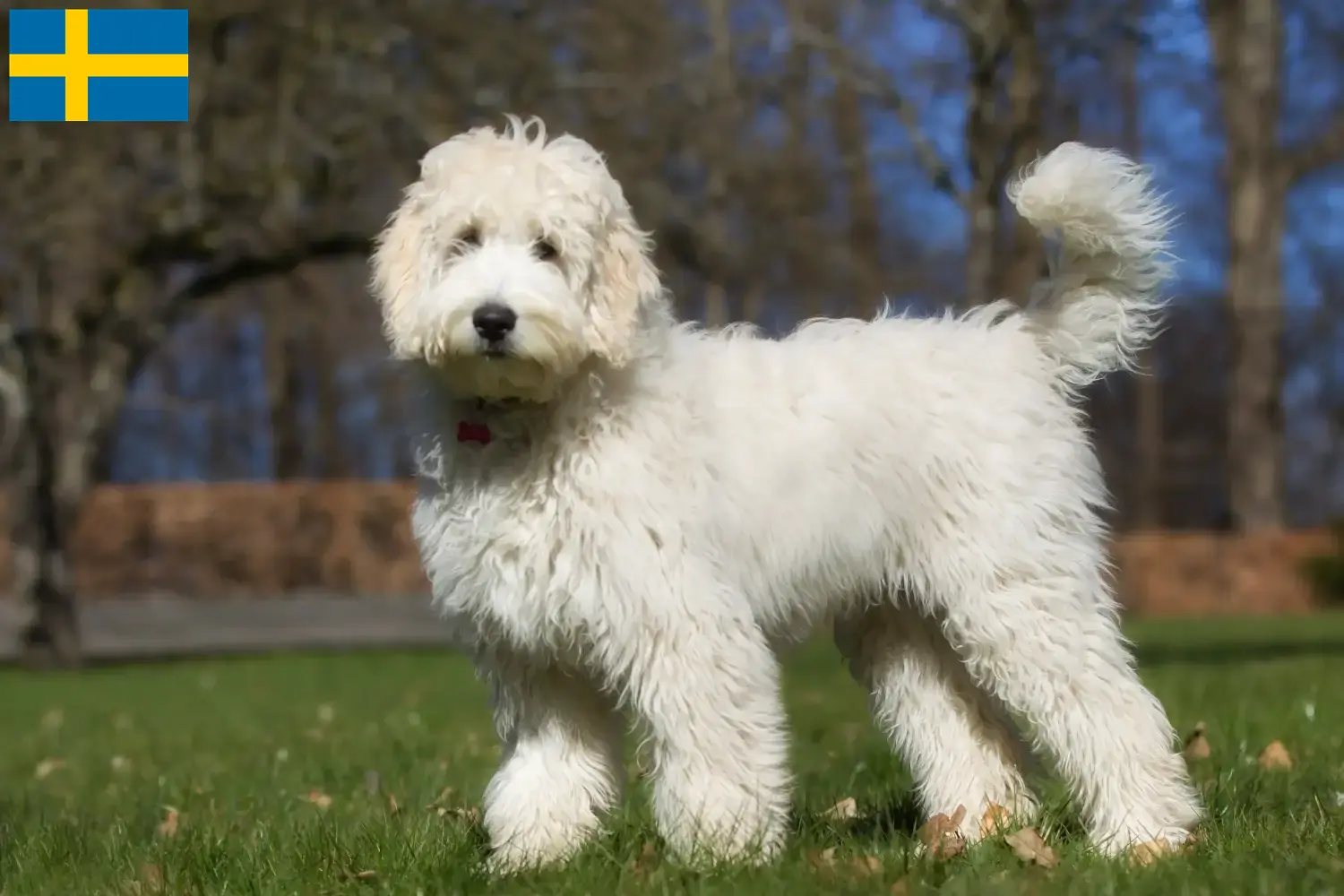 Read more about the article Australian Labradoodle opdrættere og hvalpe i Sverige