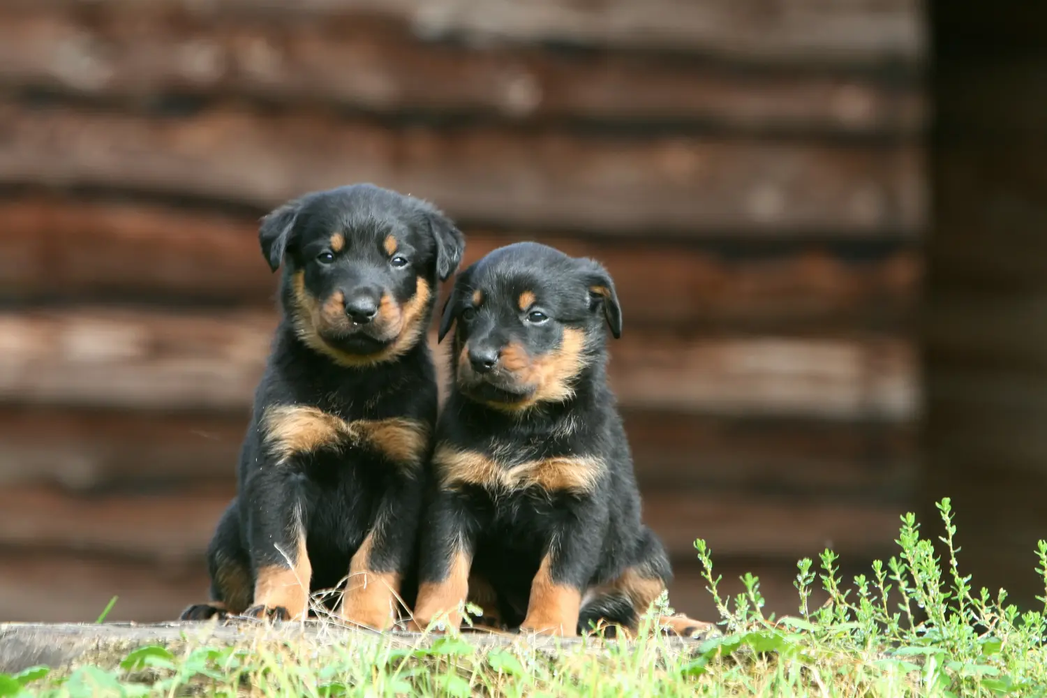 At købe en Beauceron-hvalp betyder at tage ansvar! Køb Beauceron-hvalpe.