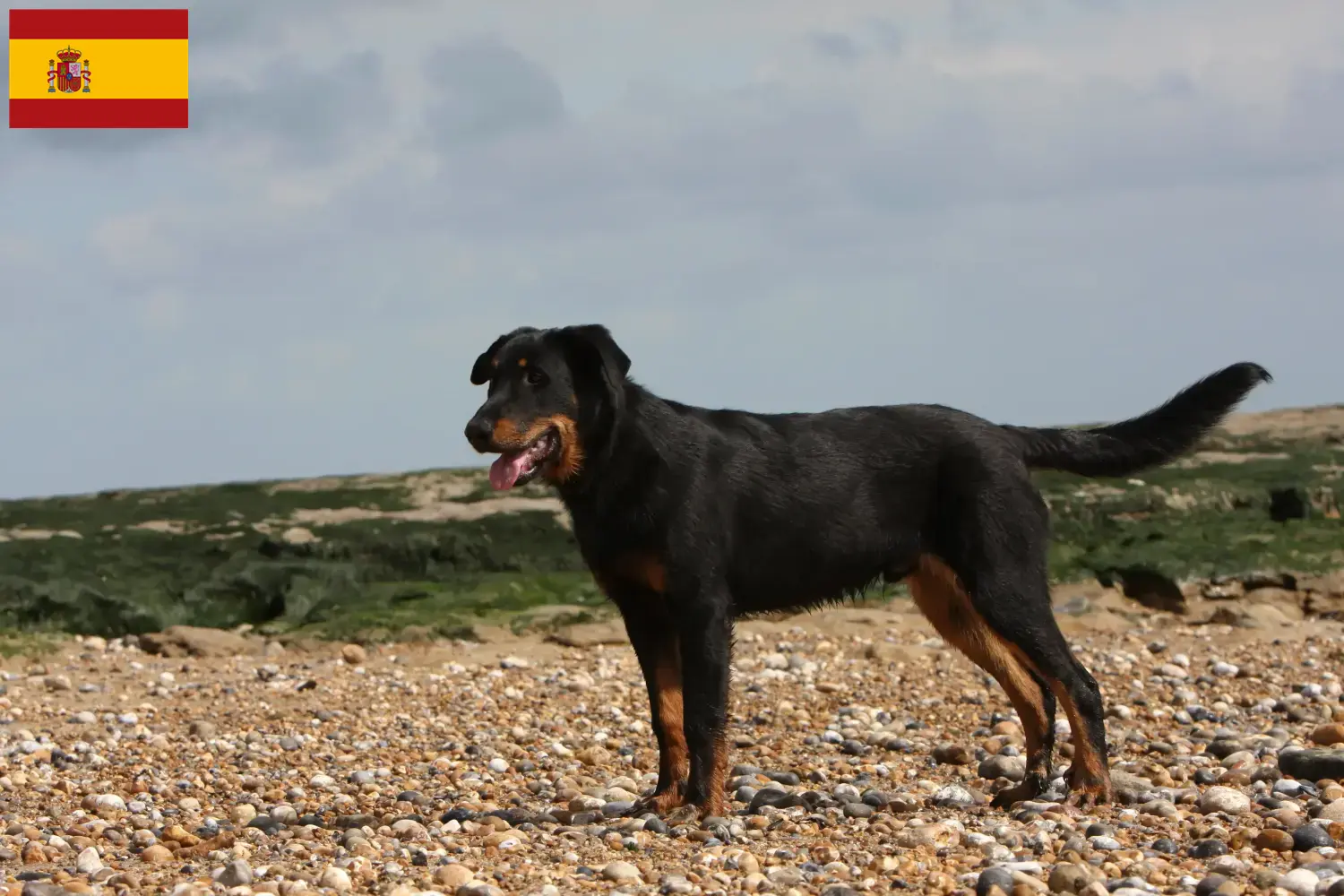 Beauceron hvalpe og opdrættere Spanien Find Beauceron-opdrættere i Spanien her.