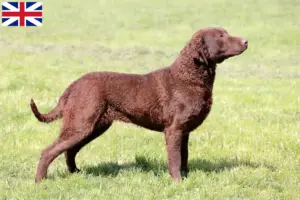 Read more about the article Chesapeake Bay Retriever-opdrættere og hvalpe i Storbritannien
