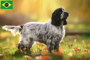 Read more about the article Engelsk Cocker Spaniel opdrættere og hvalpe i Brasilien