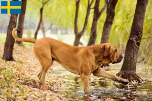 Read more about the article Fila Brasileiro opdrættere og hvalpe i Sverige