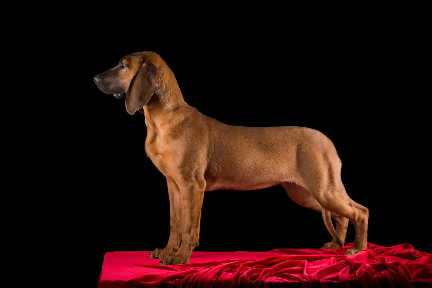 At købe en hvalp af en hannoveransk svejsehund betyder at tage ansvar! Køb hvalpe af hannoveransk svejsehund.
