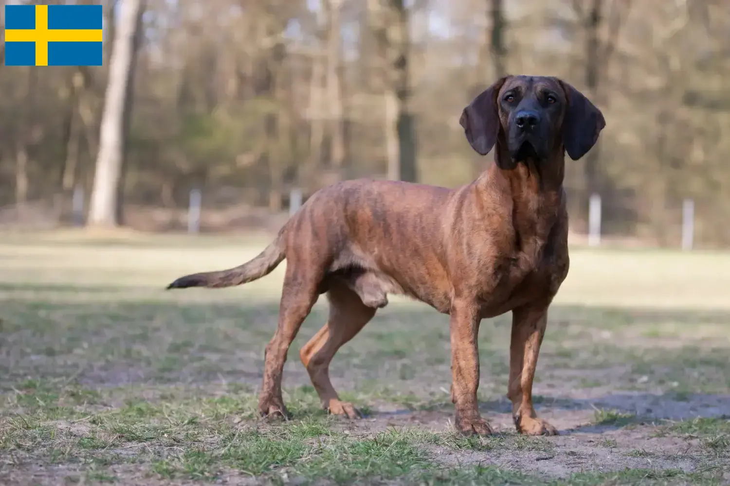 Hannoverscher Schweißhund hvalpe og opdrættere Sverige Her kan du finde opdrættere af hannoveranske svejsehunde i Sverige.