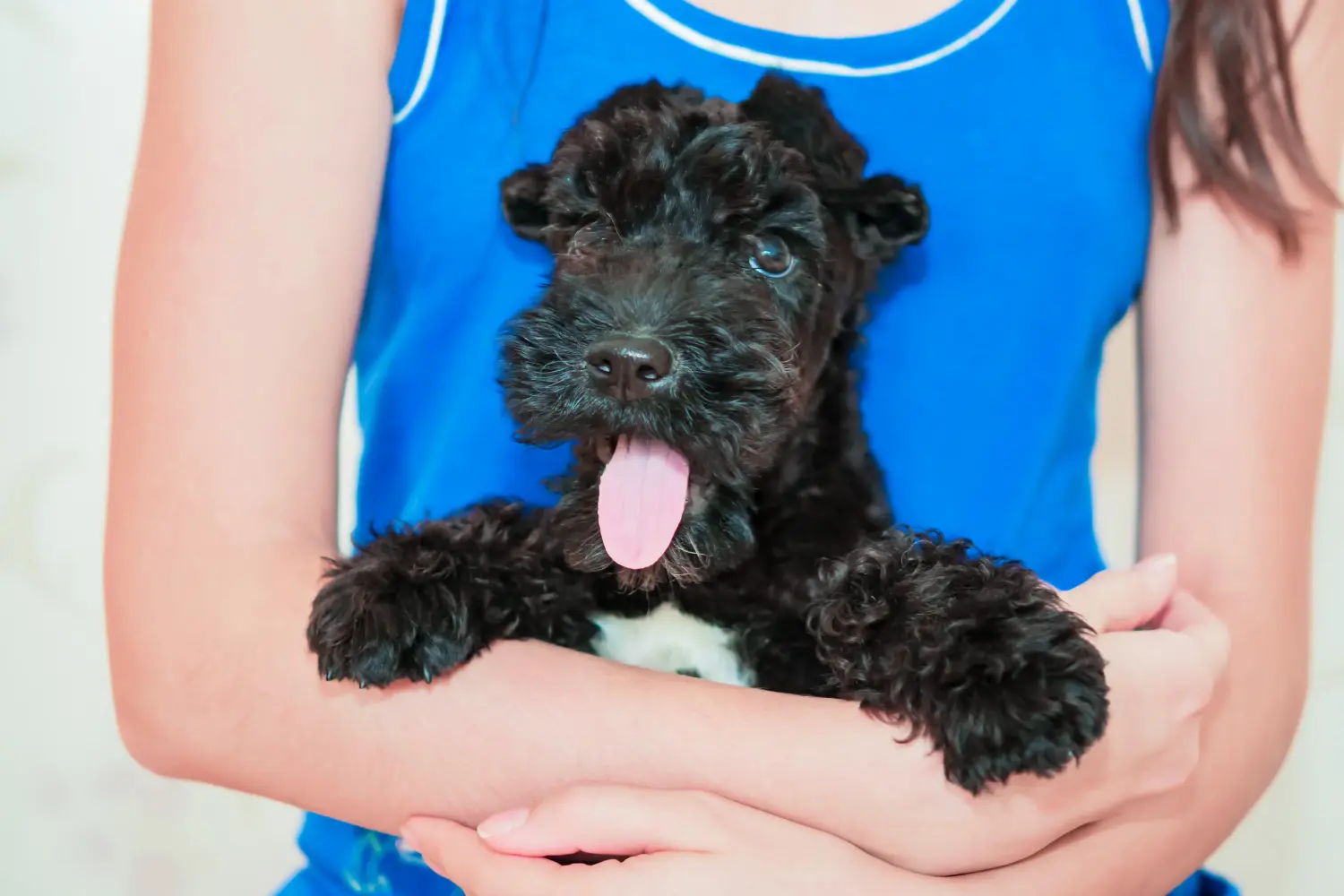 At købe en Kerry Blue Terrier-hvalp betyder at tage ansvar! Køb Kerry Blue Terrier-hvalpe.