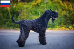 Read more about the article Kerry Blue Terrier opdrættere og hvalpe i Rusland