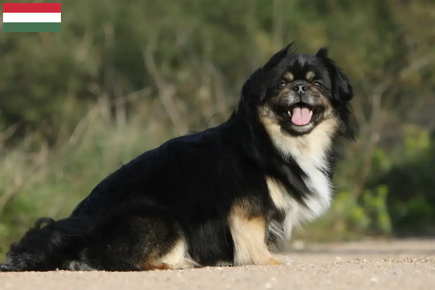 Tibetansk Spaniel hvalpe og opdrætter Ungarn Her kan du finde opdrættere af tibetanske spaniels i Ungarn.