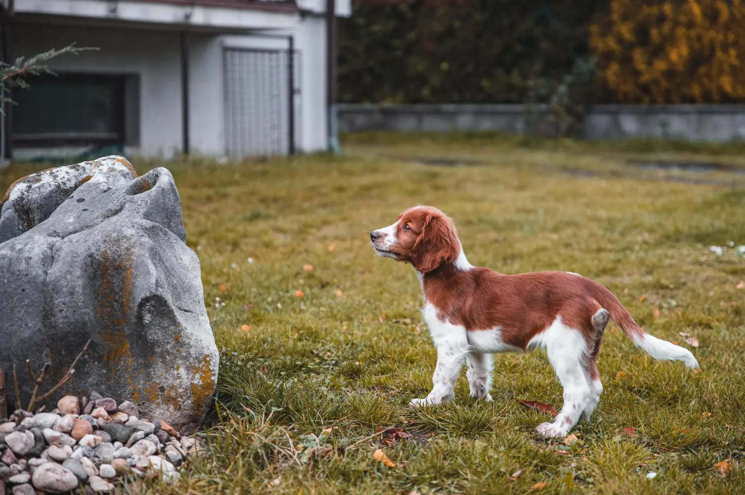 At købe en Welsh Springer Spaniel-hvalp betyder at tage ansvar! Køb Welsh Springer Spaniel hvalpe.