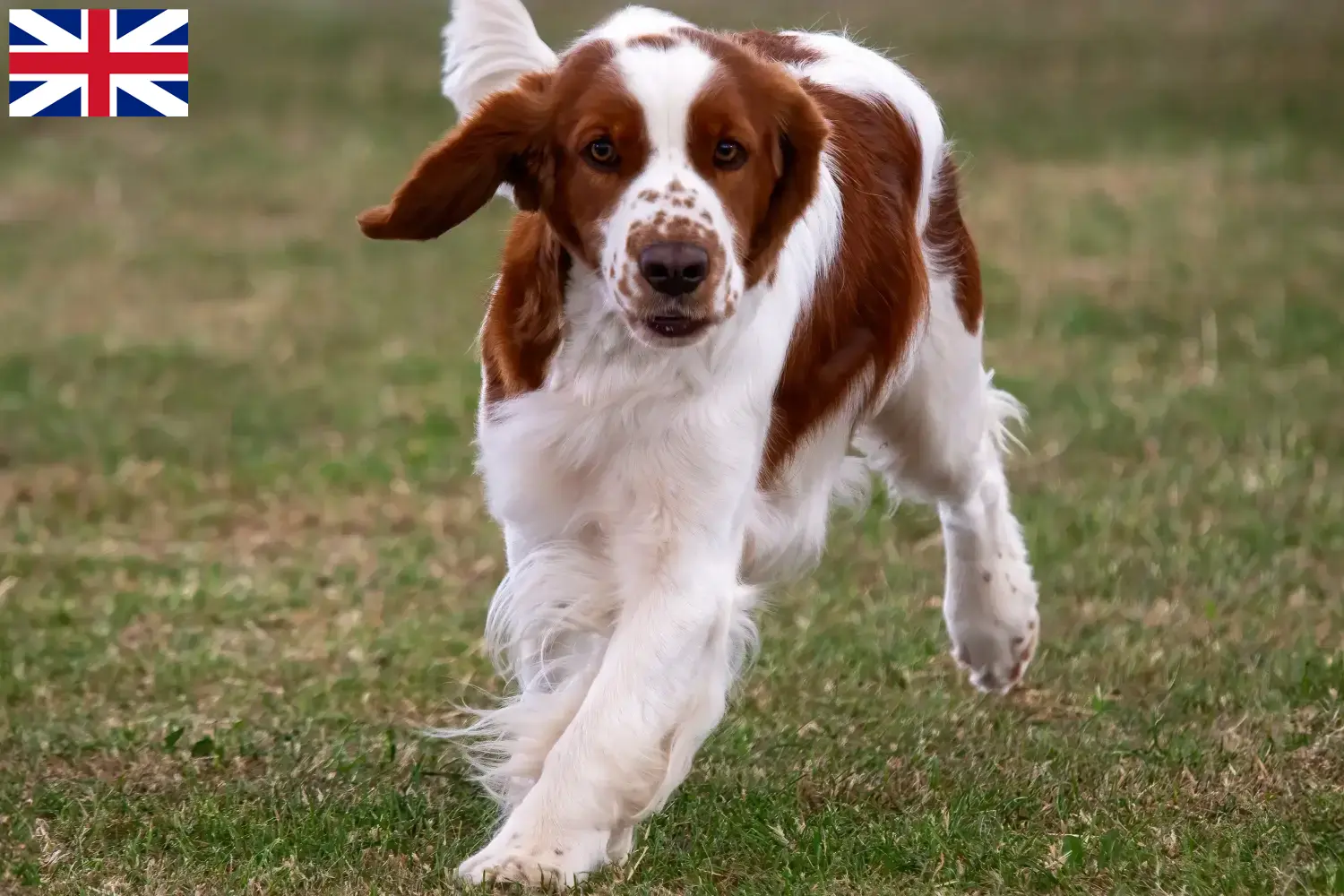 Welsh Springer Spaniel hvalpe og opdrættere Storbritannien Find opdrættere af Welsh Springer Spaniels i Storbritannien her.