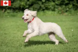 Read more about the article Australian Labradoodle opdrættere og hvalpe i Canada