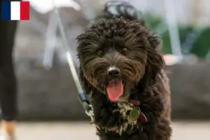 Read more about the article Aussiedoodle-opdrættere og hvalpe i Frankrig