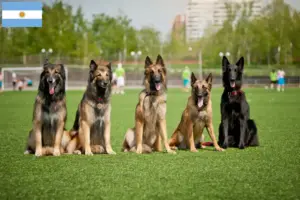 Read more about the article Belgisk hyrdehundeopdrætter og hvalpe i Argentina