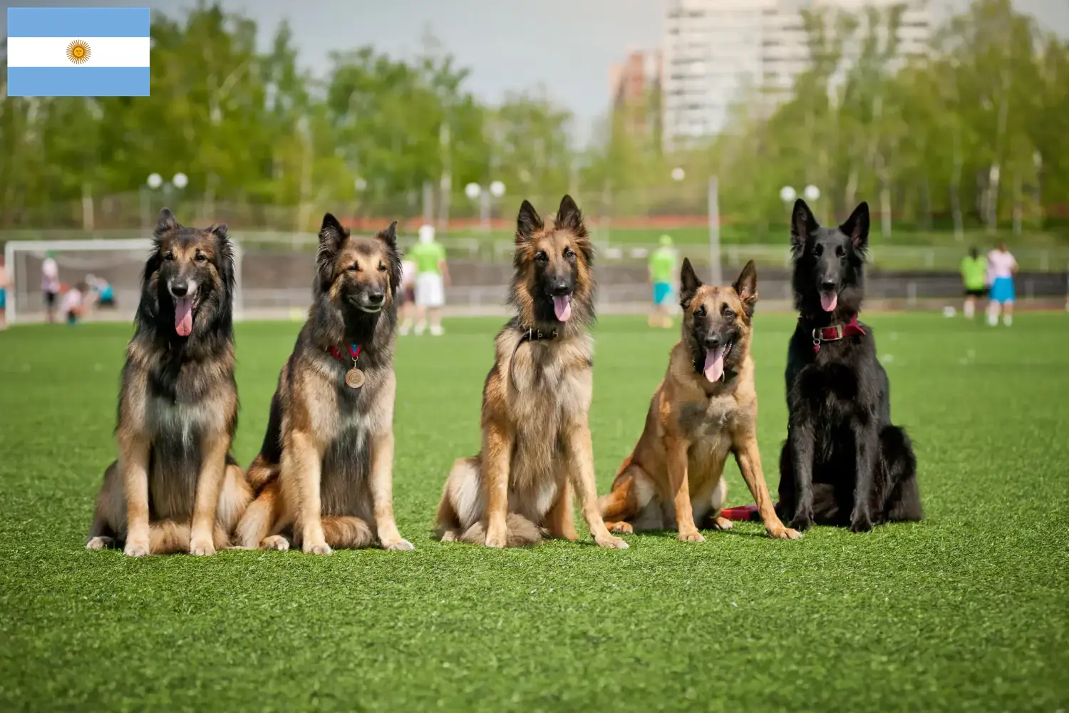 Belgisk hyrdehundehvalpe og opdrættere Argentina Her kan du finde opdrættere af belgiske hyrdehunde i Argentina.
