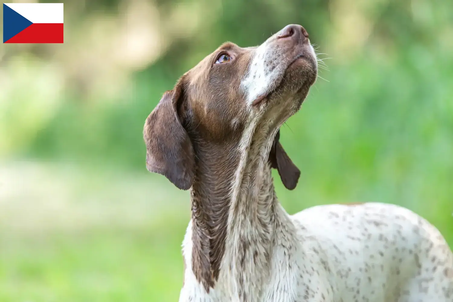 Read more about the article Braque français type Gascogne opdrættere og hvalpe i Tjekkiet