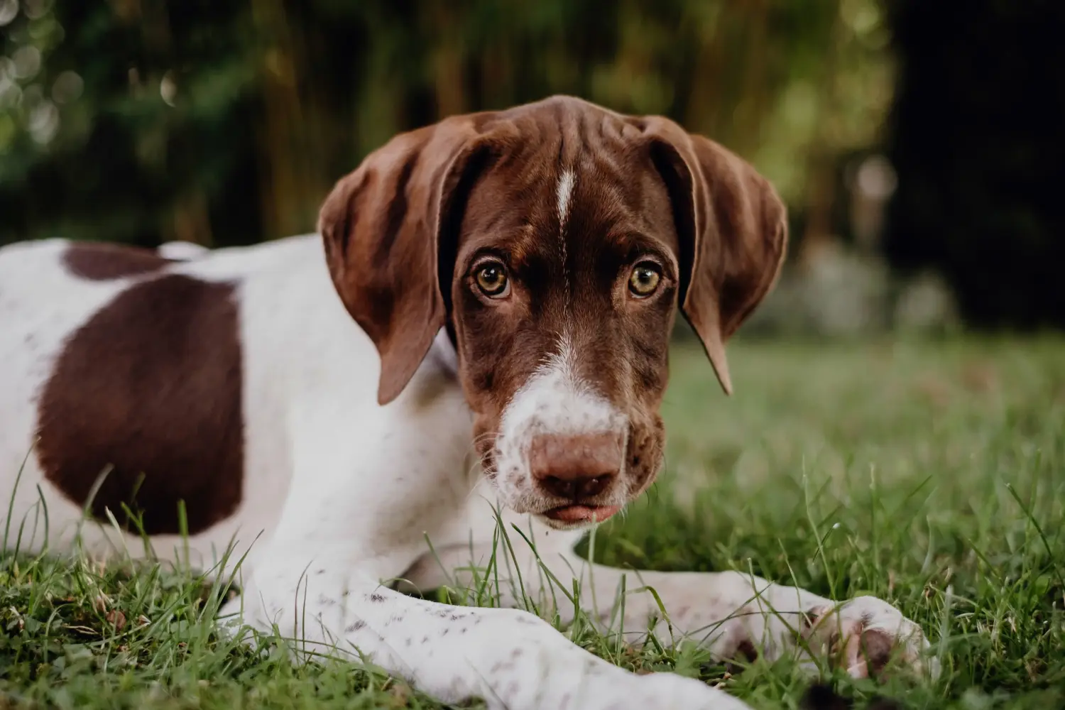At købe en hvalp af typen Braque français Pyrénées betyder at tage ansvar! Køb hvalpe af typen Braque français Pyrénées.
