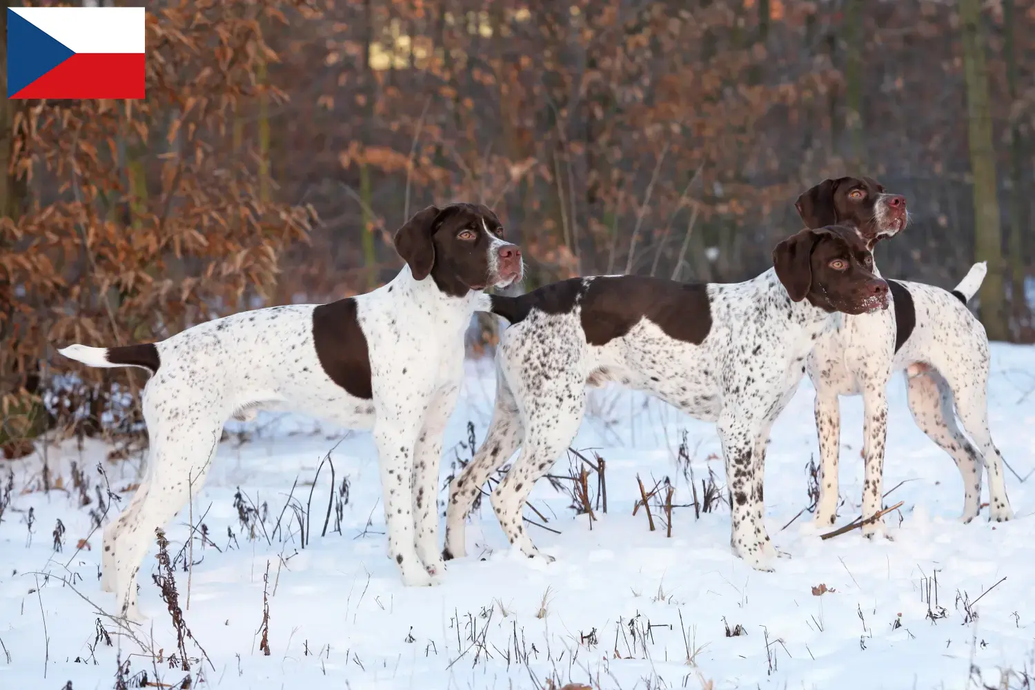Braque français type Pyrénées hvalpe og opdrættere Tjekkiet Find opdrættere af Braque français type Pyrénées i Tjekkiet.