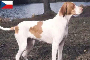 Read more about the article Braque Saint-Germain opdrættere og hvalpe i Tjekkiet