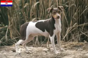 Read more about the article Brasiliansk terrier opdrætter og hvalpe i Kroatien