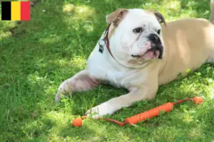 Read more about the article Continental Bulldog opdrættere og hvalpe i Belgien