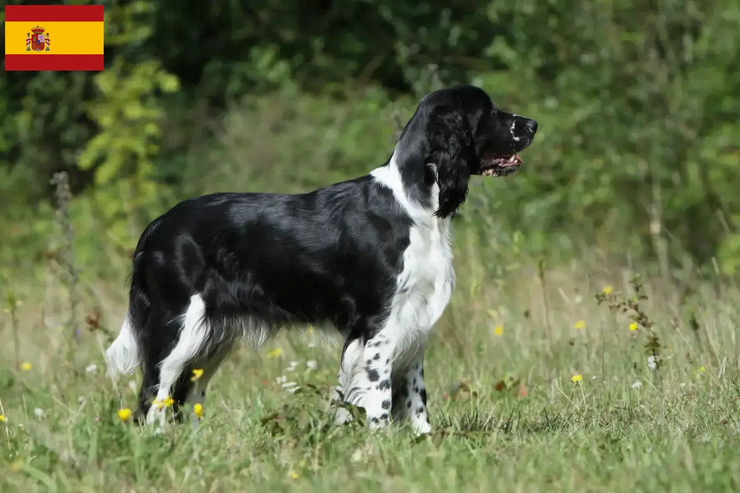 Read more about the article Engelsk Springer Spaniel opdrættere og hvalpe i Spanien