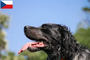 Read more about the article Epagneul Bleu de Picardie opdrættere og hvalpe i Tjekkiet