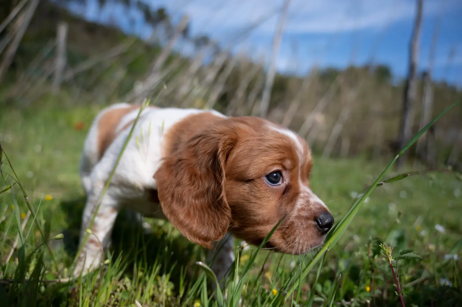 At købe en Epagneul Breton-hvalp betyder at tage ansvar! Køb Epagneul Breton hvalpe.