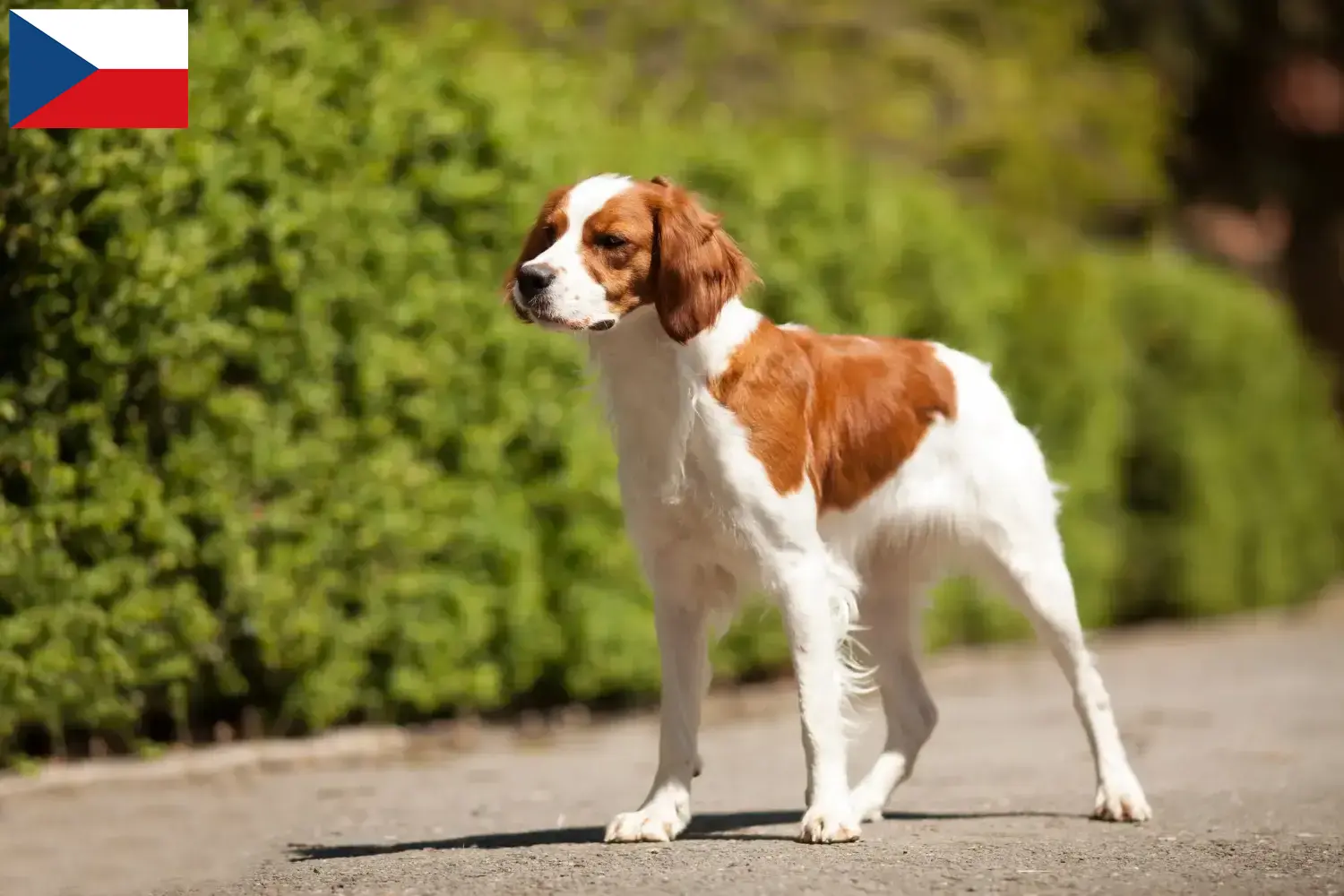 Read more about the article Epagneul Breton opdrættere og hvalpe i Tjekkiet