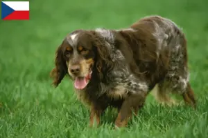 Read more about the article Épagneul Picard opdrættere og hvalpe i Tjekkiet