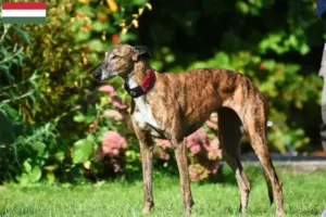 Read more about the article Greyhound-opdrættere og hvalpe i Ungarn