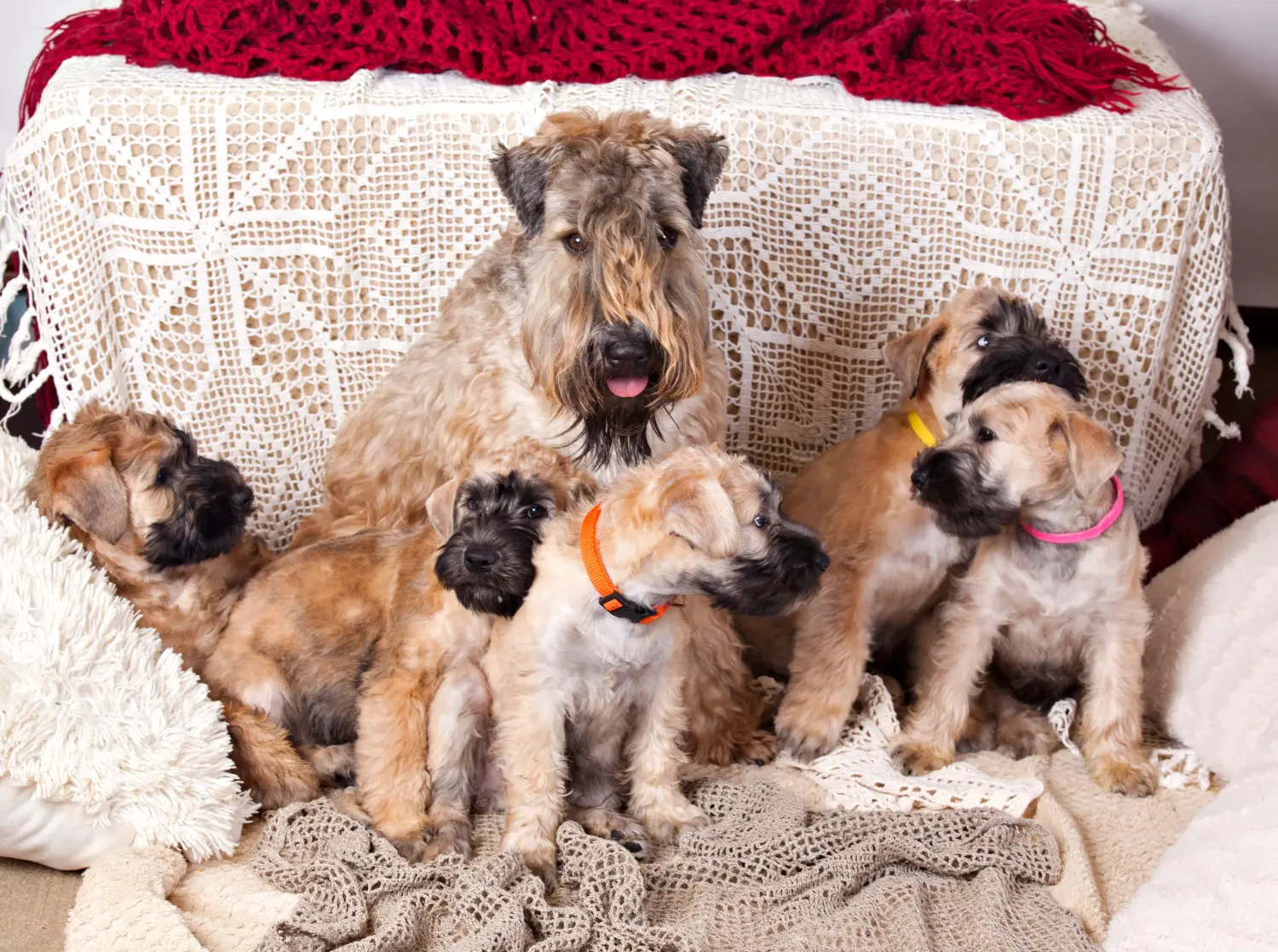 At købe en irsk Soft Coated Wheaten Terrier-hvalp betyder at tage ansvar! Køb irske Soft Coated Wheaten Terrier-hvalpe.