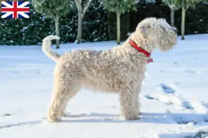 Read more about the article Irske Soft Coated Wheaten Terrier opdrættere og hvalpe i Storbritannien
