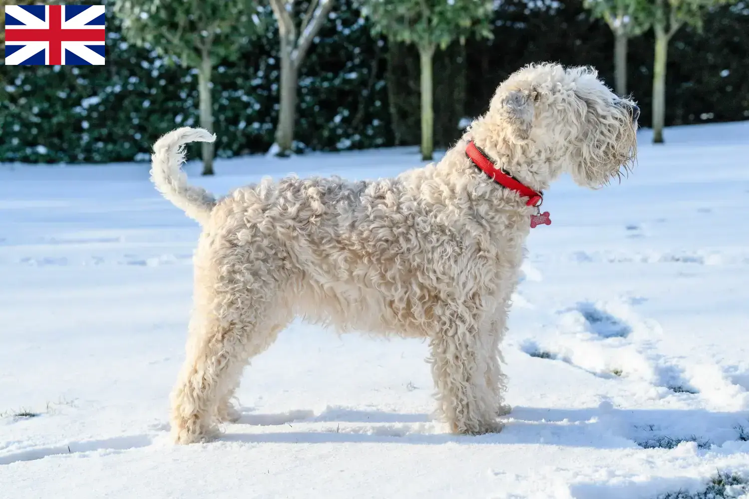 Irsk Soft Coated Wheaten Terrier hvalpe og opdrættere Storbritannien Find opdrættere af Irish Soft Coated Wheaten Terrier i Storbritannien her.
