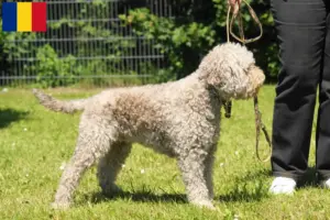 Read more about the article Lagotto Romagnolo opdrættere og hvalpe i Rumænien