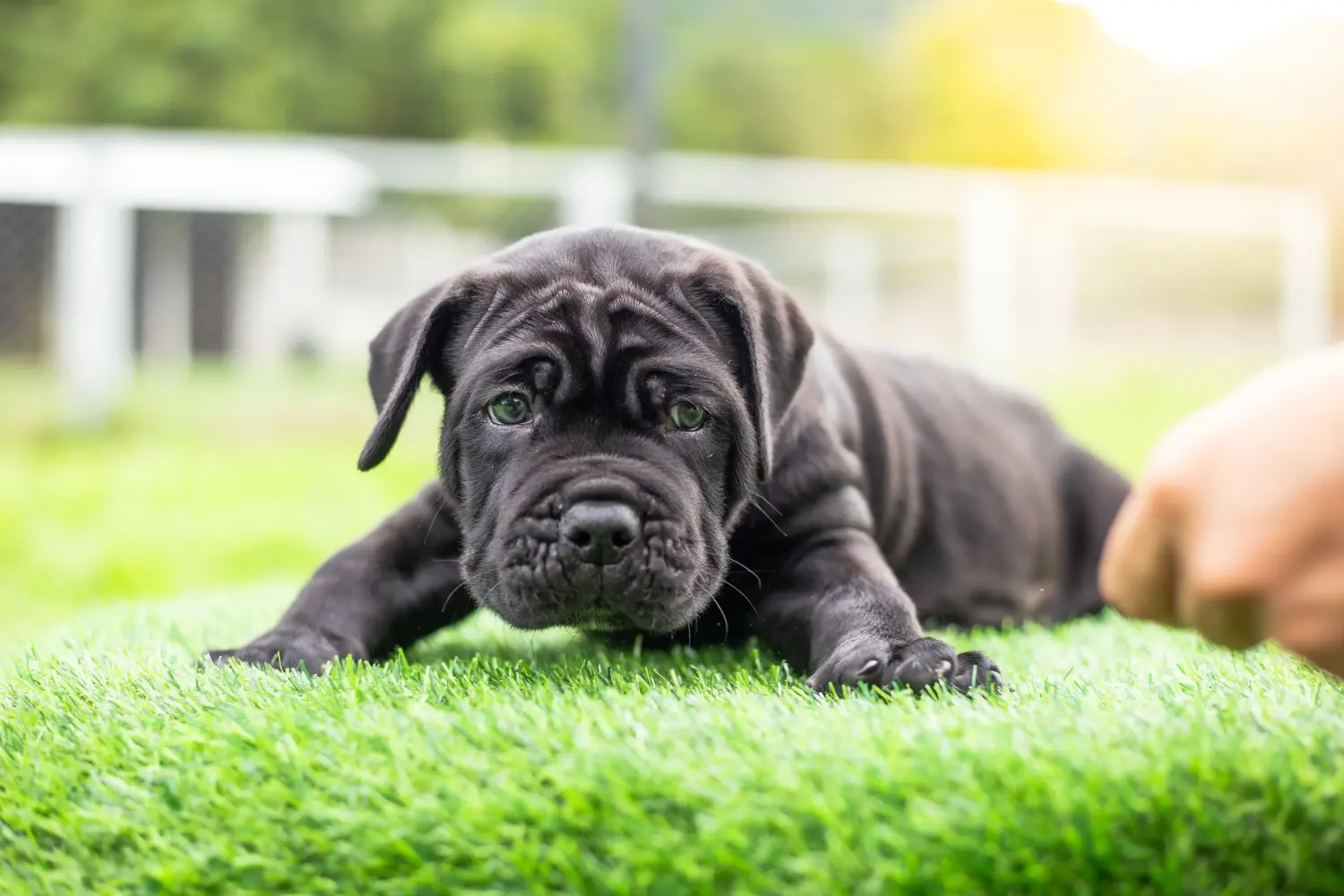 At købe en Mastino Napoletano-hvalp betyder at tage ansvar! Køb Mastino Napoletano hvalpe.