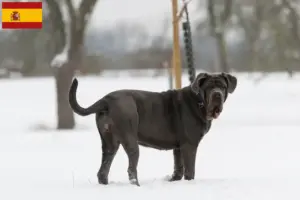 Read more about the article Mastino Napoletano opdrættere og hvalpe i Spanien