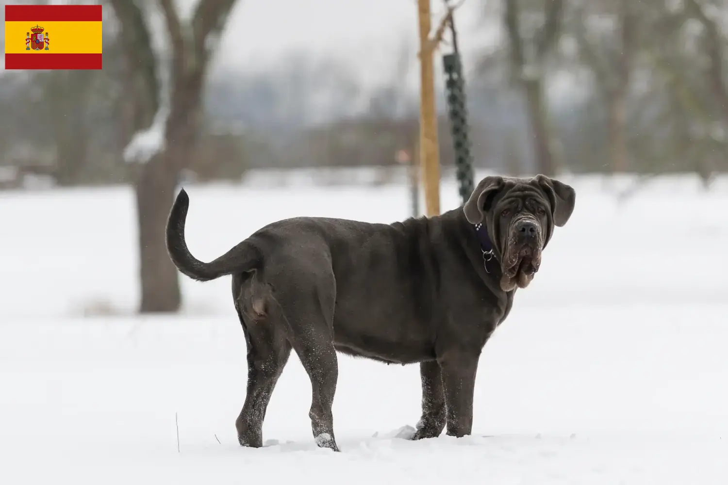 Mastino Napoletano hvalpe og opdrættere Spanien Her kan du finde Mastino Napoletanos-opdrættere i Spanien.