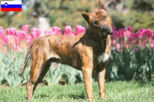 Read more about the article Presa Canario-opdrættere og hvalpe i Slovenien