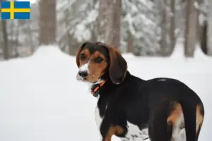 Read more about the article Treeing Walker Coonhound opdrættere og hvalpe i Sverige