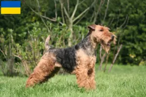 Read more about the article Welsh terrier opdrættere og hvalpe i Ukraine