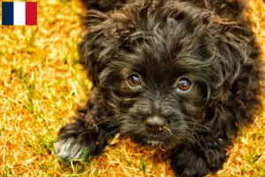 Read more about the article Yorkipoo-opdrættere og hvalpe i Frankrig
