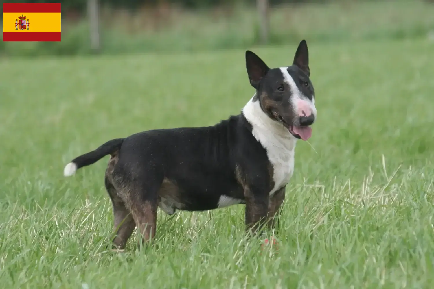 Read more about the article Bull Terrier-opdrættere og hvalpe i Spanien