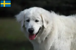 Read more about the article Slovensky Cuvac opdrættere og hvalpe i Sverige